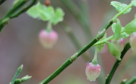 На Волині зафіксували аномалію