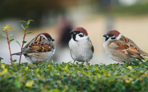 В Україні масово зникають птахи, які є потужною зброєю проти сарани