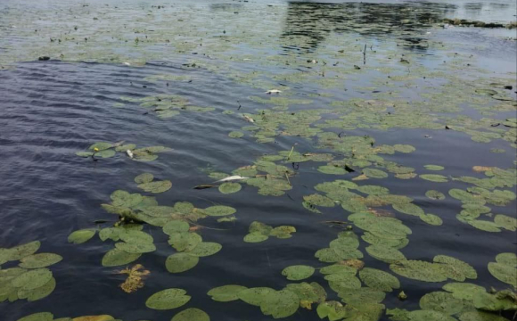 У водосховищі на заході України масово гине риба: у чому причина