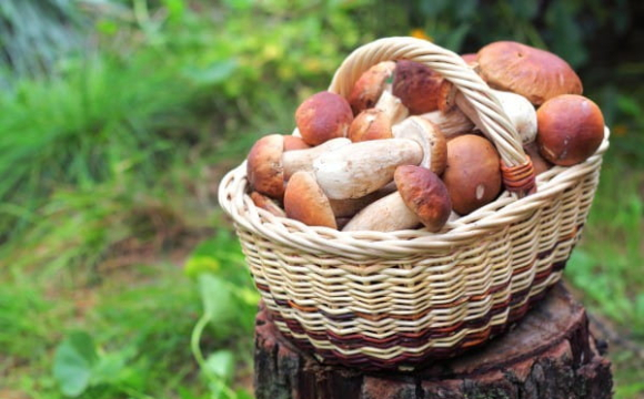 П'ять найкорисніших грибів в Україні: перелік