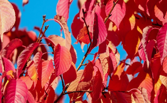 Що означає, якщо з вишні не облетіло листя: церковне свято 20 жовтня