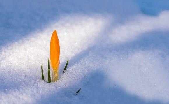 В Україні може випасти до 10 см снігу: де саме