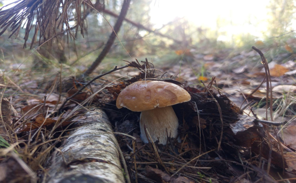 На Волині після дощів почали масово збирати білі гриби