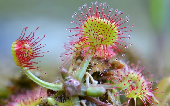 На Волині знайшли рідкісного мисливця на комах