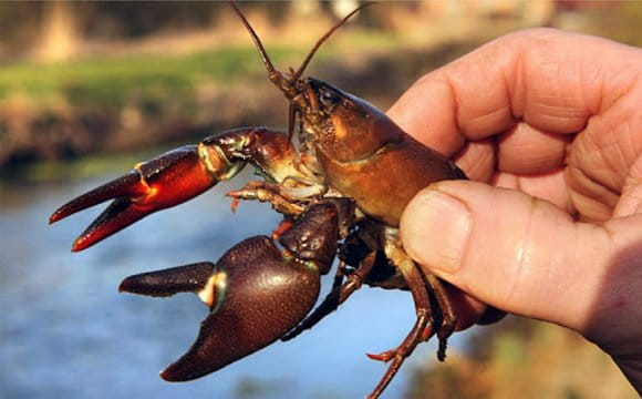 Стало відомо, чи можна в Україні ловити раків навесні