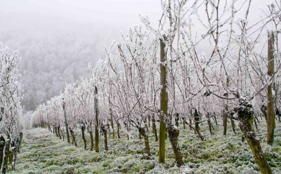 Аномальні морози в Україні знищили врожай: що буде з цінами на продукти