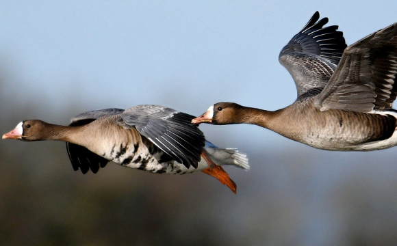 Ці птахи віщують стійкі морози в Україні