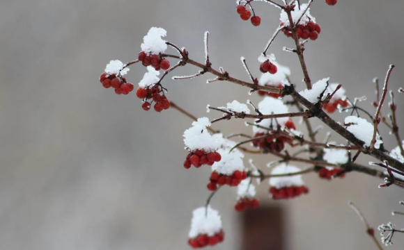 Коли в Україні випаде сніг
