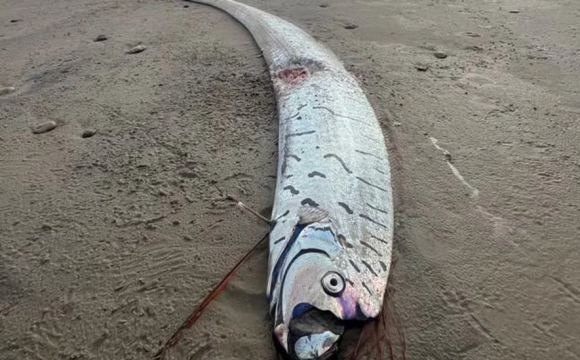 На пляж викинуло рибу Судного дня: чи варто хвилюватися