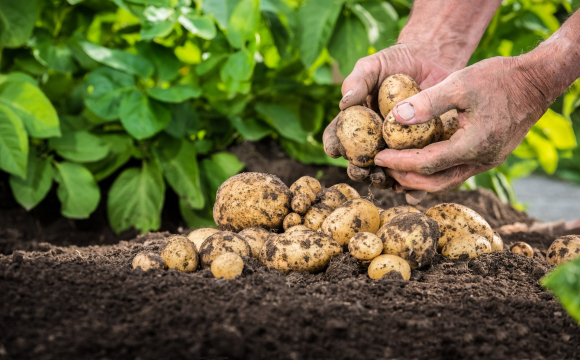 У ці дні не можна копати картоплю у вересні: що кажуть прикмети