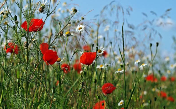 Грози, вітер і спека: прогноз погоди на понеділок 30 червня