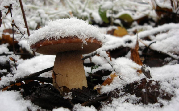 Які гриби можна збирати взимку