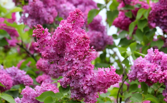 Стало відомо, чи буде тепло у травні