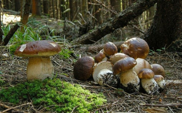 На Волині розпочався сезон грибів: де шукати врожай