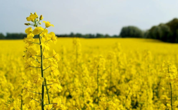 Ціни на ріпак пішли вгору: що стало причиною