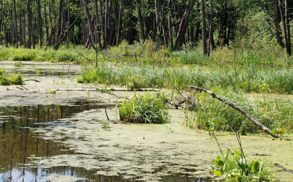 У Луцьку чоловік застряг у болоті: що сталося