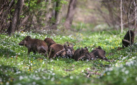 У містах України масово з'являються дикі тварини: чи небезпечно це для людей