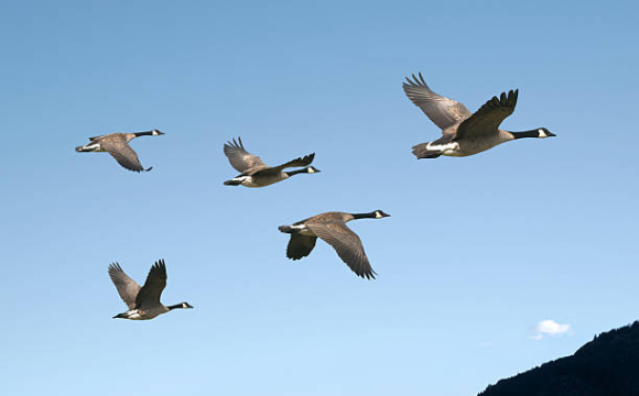 В Україні можуть з'явитися птахи, які нападають на людей?