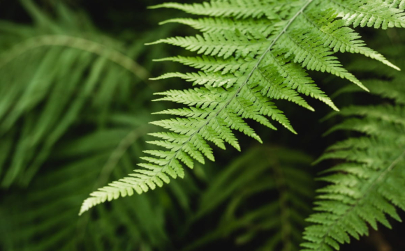 У лісі на Волині знайшли рідкісну рослину: що це означає