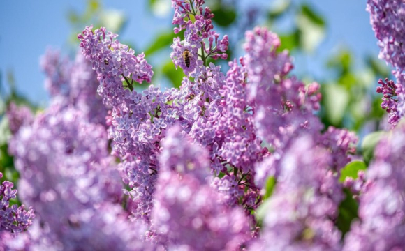 Яке свято відзначають українці 25 квітня: народні прикмети і традиції