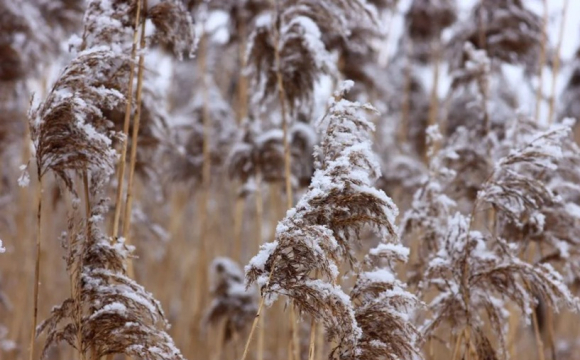 В Україні випаде сніг: синоптики назвали дати