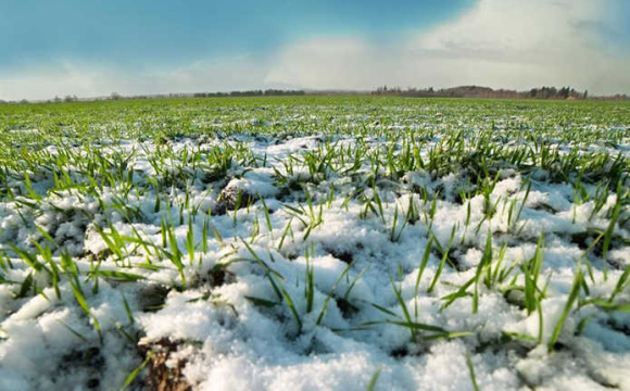 Аномально тепла зима може принести нову загрозу