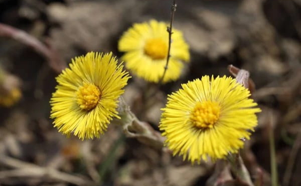 На Волині розквітла рослина, яка лікує туберкульоз
