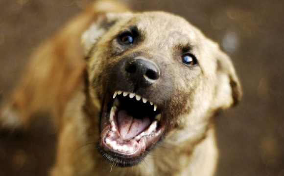 У селі на Волині собака напав на чоловіка