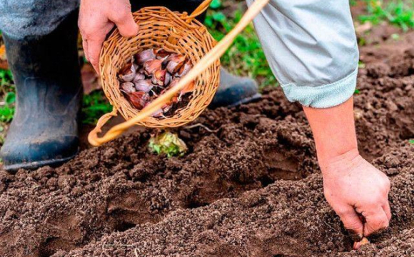Що посадити на городі, щоб захистити врожай від «лихого ока» 