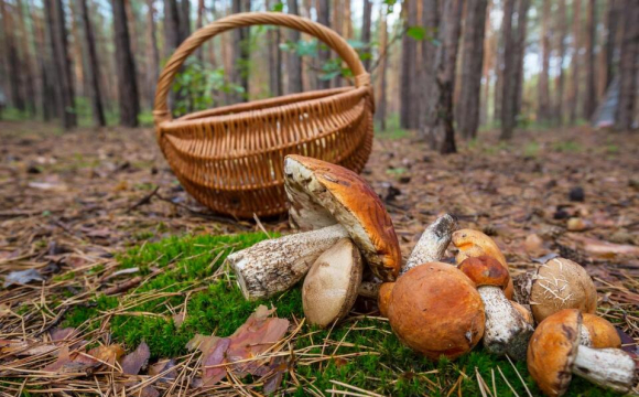 У лісі на заході України виявили унікальний гриб із цілющими властивостями