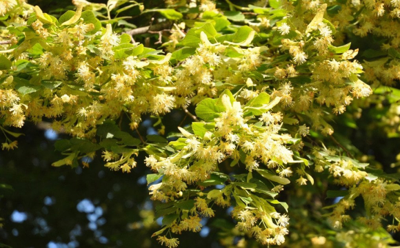 Україну масово атакують клопи