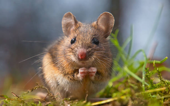 На заході України фіксують нашестя шкідливих гризунів