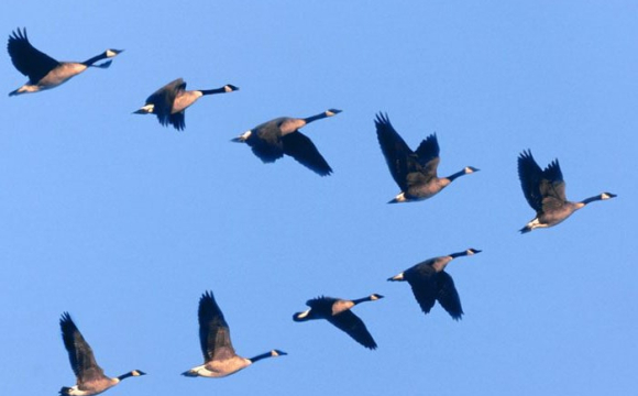 Війна в Україні несподівано вплинула на диких птахів