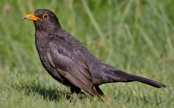 Містика чи добрий знак: що означає, якщо на подвір'я прилітає чорний птах
