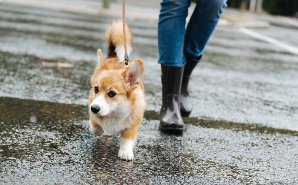 Чому 16 жовтня не можна сидіти вдома