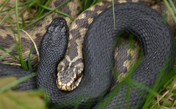 У лісі на заході України жінку вкусила гадюка