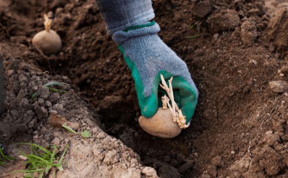 Стало відомо, що потрібно обв'язково покласти в лунку під час садіння картоплі