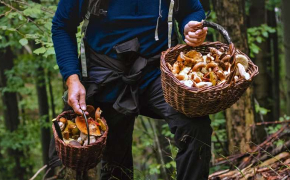 Українців можуть масово штрафувати за збір грибів уже цієї осені