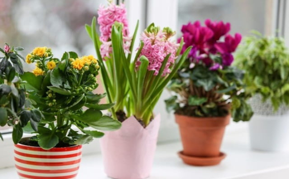 Не даруйте вазони: можна накликати біду