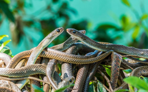 Посеред зими прокинулися сотні змій: що це означає