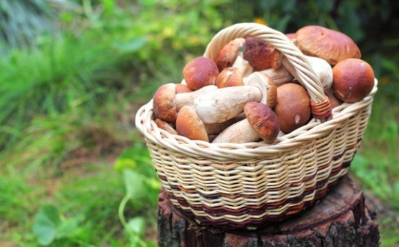 На Волині збирають повні відра грибів: де шукати