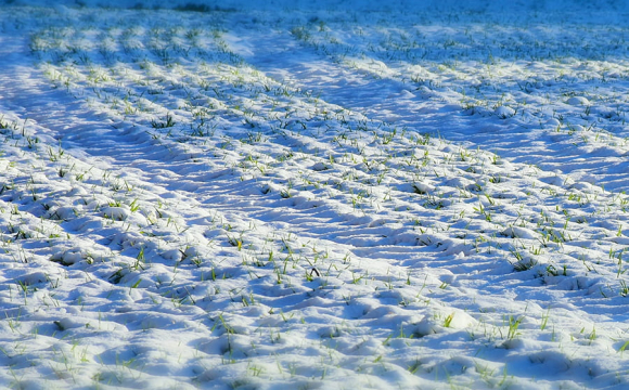 Такого не було 30 років: на українських полях зафіксували аномалію