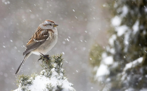 Українців попереджають про сніг