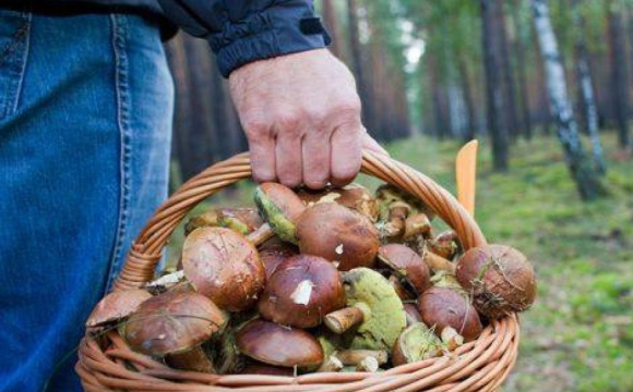 У лісових масивах раптово померли двоє чоловіків, які пішли по гриби