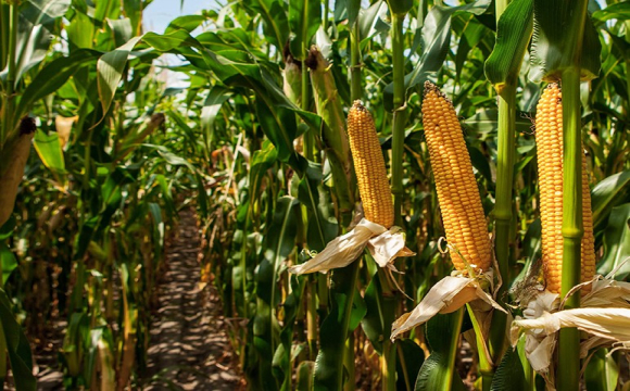 Гречка дорога, але невигідна: аграрії в Україні обирають кукурудзу