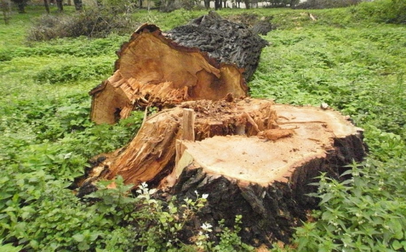 Чоловік на Волині зрізав дві сосни і отримав шалений штраф