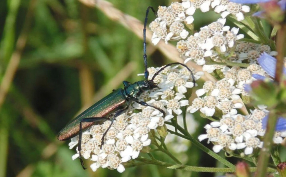 В Україні зафіксували масовий виліт червонокнижних комах