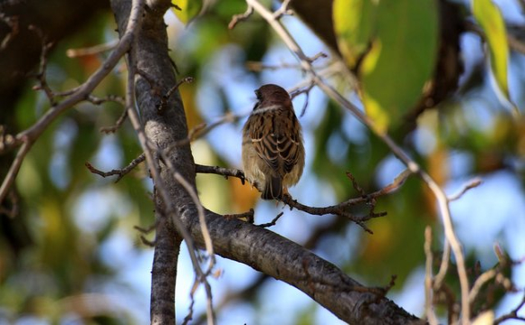 Яке свято відзначають українці 7 вересня: народні прикмети і традиції