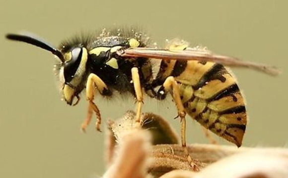 Названо рослини, які допомагають позбутися ос у саду