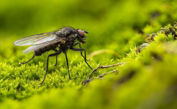 В Україні виявили дуже небезпечну комаху